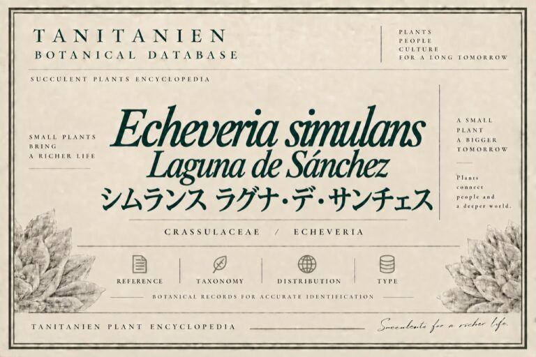 シムランス ラグナ・デ・サンチェス（Echeveria simulans Laguna Sanchez）｜tanitanien植物図鑑