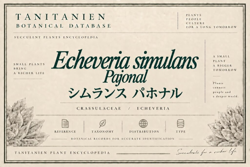 シムランス パホナル（Echeveria simulans Pajonal）｜tanitanien植物図鑑