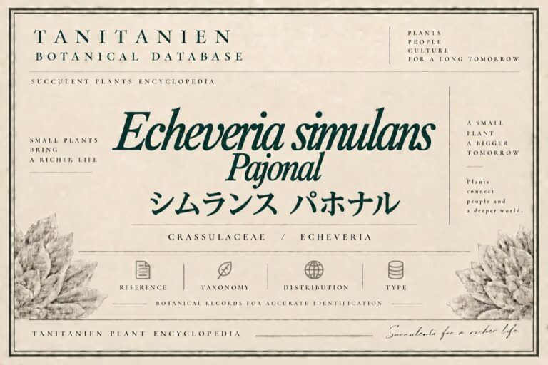 シムランス パホナル（Echeveria simulans Pajonal）｜tanitanien植物図鑑