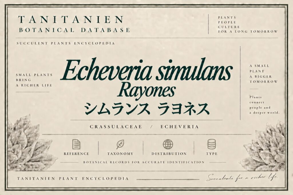 シムランス ラヨネス（Echeveria simulans Rayones）｜tanitanien植物図鑑