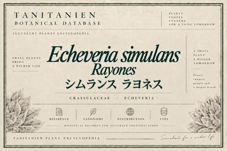 シムランス ラヨネス（Echeveria simulans Rayones）｜tanitanien植物図鑑
