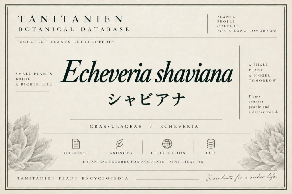 シャビアナ（Echeveria shaviana）｜tanitanien植物図鑑