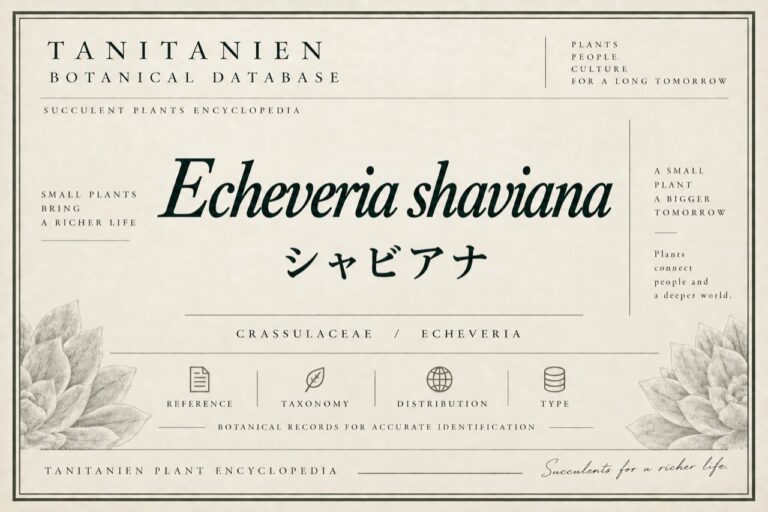 シャビアナ（Echeveria shaviana）｜tanitanien植物図鑑