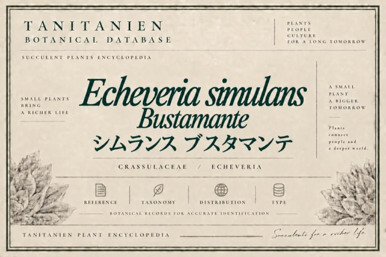シムランス ブスタマンテ（Echeveria simulans Bustamente）｜tanitanien植物図鑑
