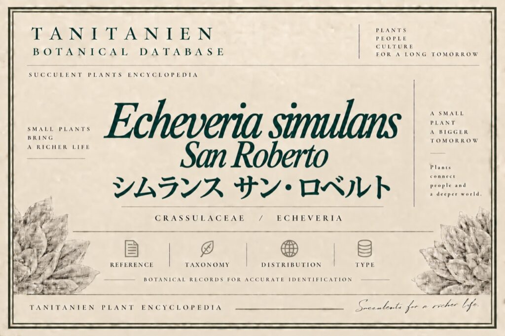 シムランス サン・ロベルト（Echeveria simulans San Roberto）｜tanitanien植物図鑑