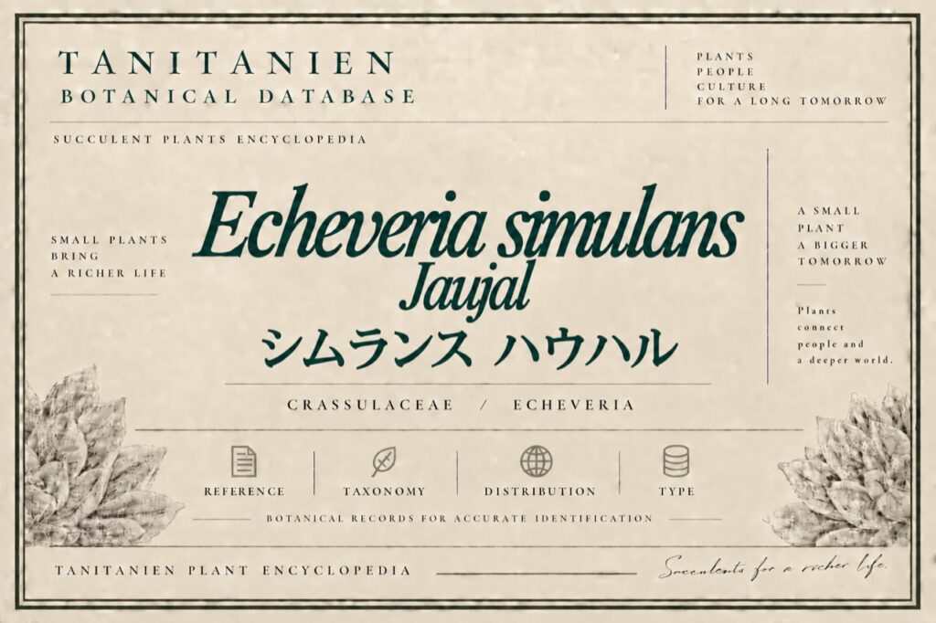 シムランス ハウハル（Echeveria simulans Jaujal）｜tanitanien植物図鑑