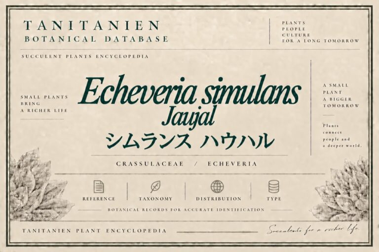 シムランス ハウハル（Echeveria simulans Jaujal）｜tanitanien植物図鑑