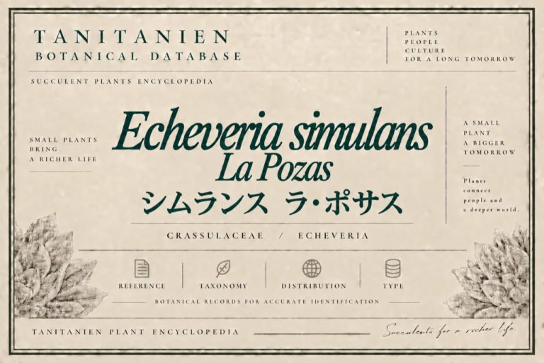 シムランス ラ・ポサス（Echeveria simulans La Pozas）｜tanitanien植物図鑑