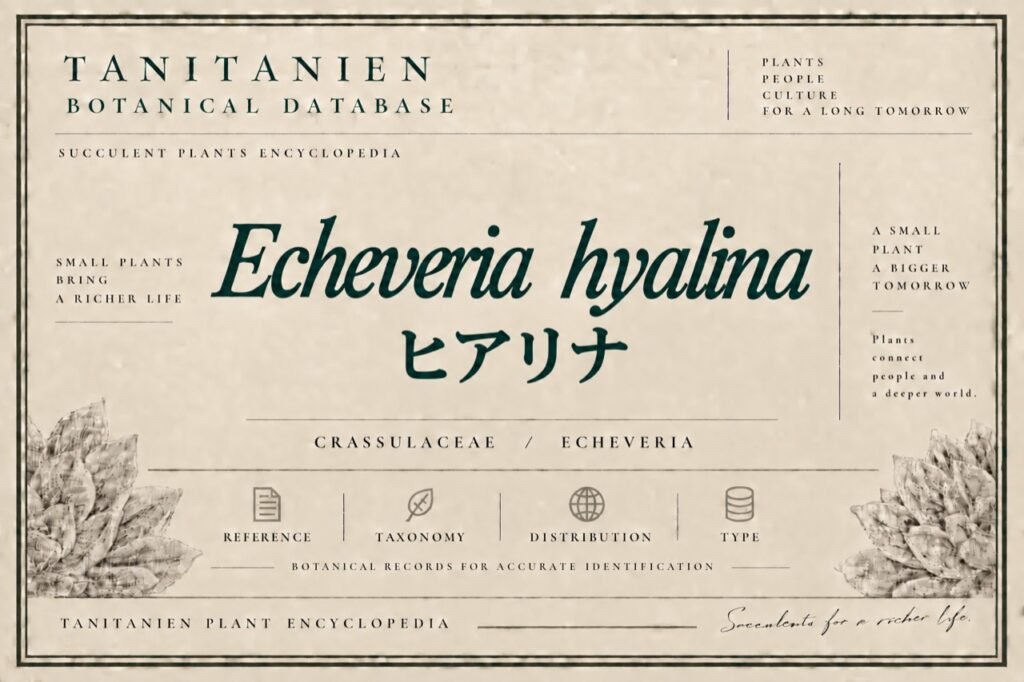 ヒアリナ（Echeveria hyalina E.Walther）｜tanitanien植物図鑑