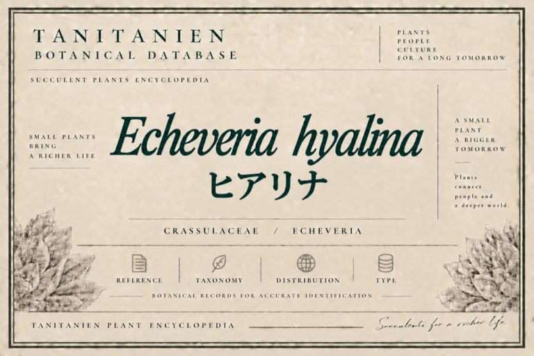 ヒアリナ（Echeveria hyalina E.Walther）｜tanitanien植物図鑑