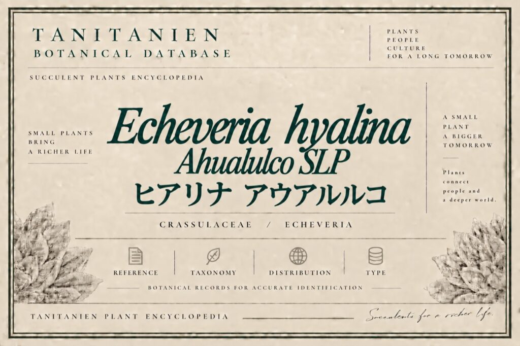 ヒアリナ アウアルルコ（Echeveria hyalina Ahualulco, SLP）｜tanitanien植物図鑑