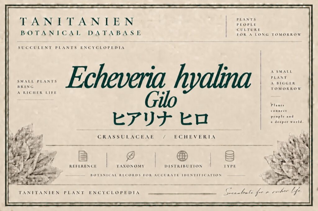 ヒアリナ ギロ（Echeveria hyalina Gilo）｜tanitanien植物図鑑
