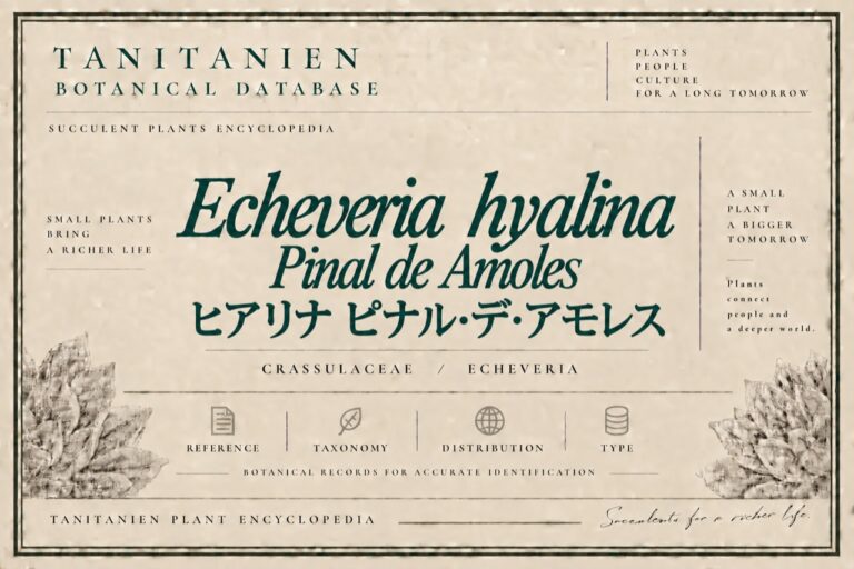 ヒアリナ ピナル・デ・アモレス（Echeveria hyalina Pinal de Amoles）｜tanitanien植物図鑑
