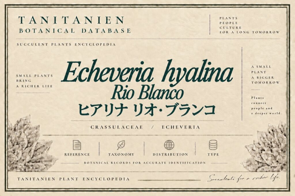 ヒアリナ リオ・ブランコ（Echeveria hyalina Rio Blanco）｜tanitanien植物図鑑