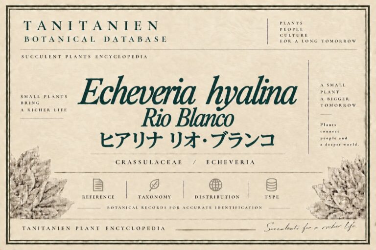 ヒアリナ リオ・ブランコ（Echeveria hyalina Rio Blanco）｜tanitanien植物図鑑