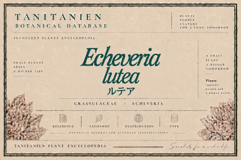 ルテア(Echeveria lutea)|tanitanien植物図鑑