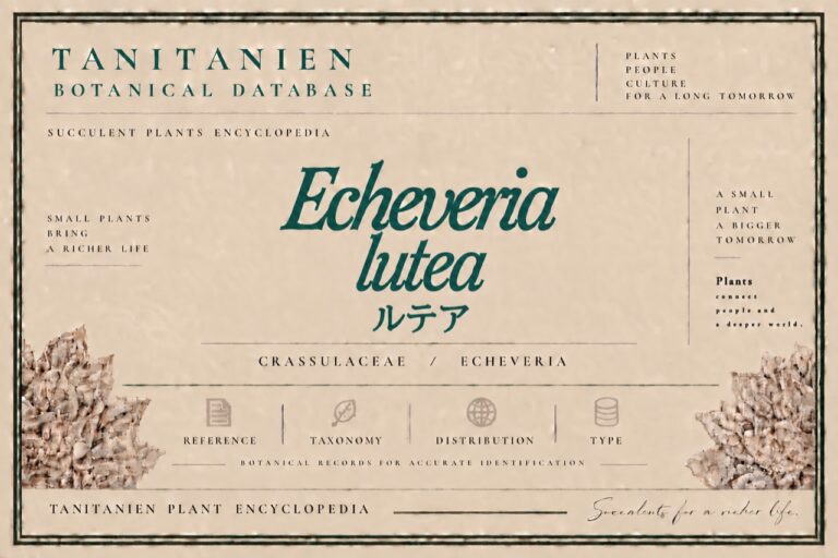 ルテア（Echeveria lutea）｜tanitanien植物図鑑