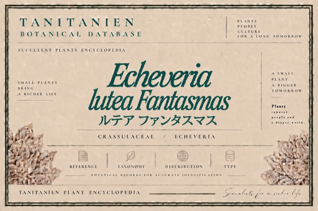 ルテア ファンタスマス（Echeveria lutea Fantasmas）｜tanitanien植物図鑑