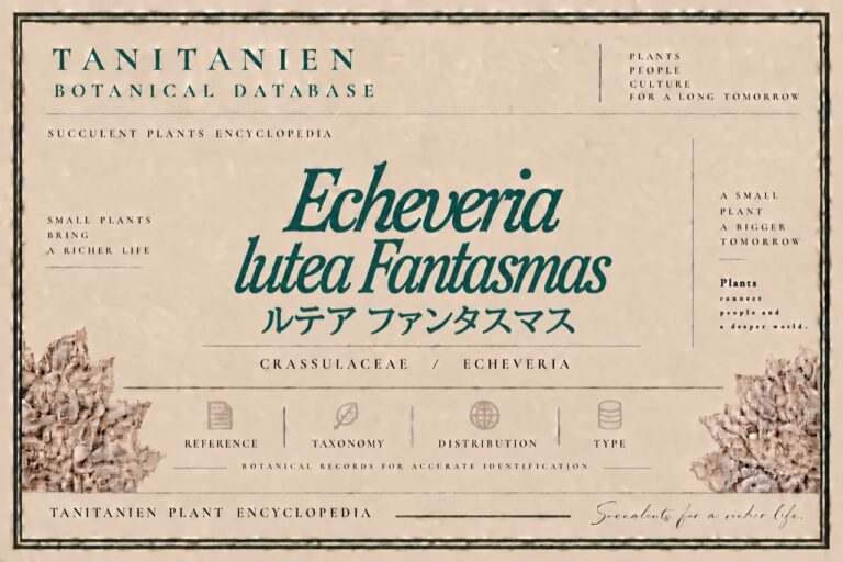 ルテア ファンタスマス（Echeveria lutea Fantasmas）｜tanitanien植物図鑑