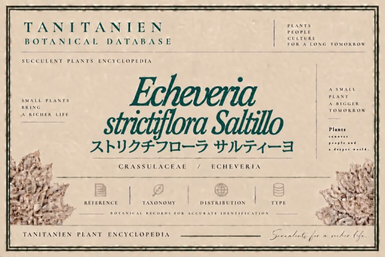 ストリクチフローラ サルティーヨ（Echeveria strictiflora Saltillo）｜tanitanien植物図鑑