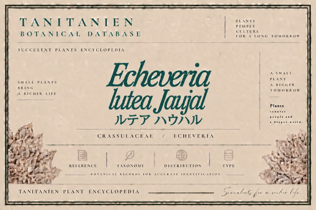 ルテア ハウハル(Echeveria lutea Jaujal)|tanitanien植物図鑑