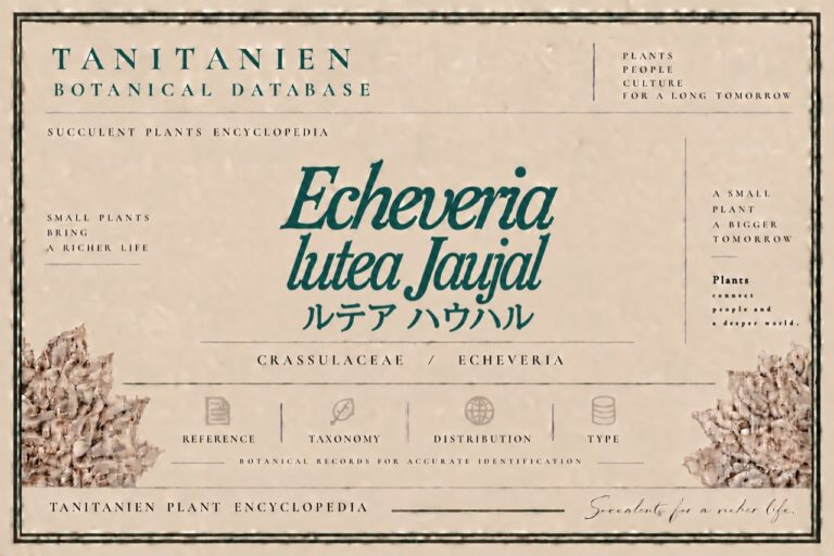 ルテア ハウハル（Echeveria lutea Jaujal）｜tanitanien植物図鑑