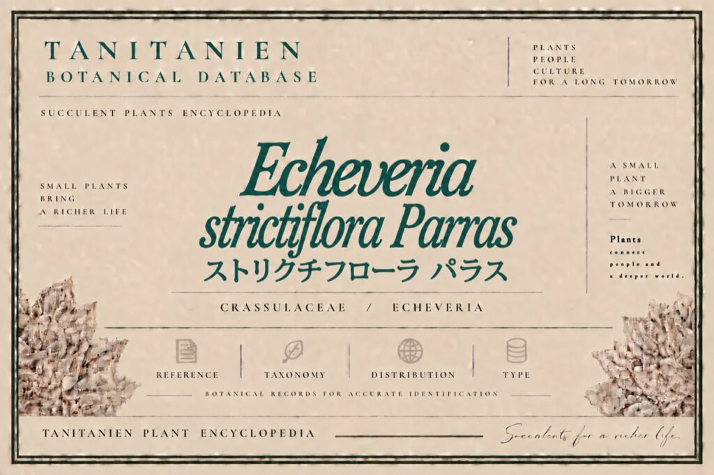 ストリクチフローラ パラス（Echeveria strictiflora Parras）｜tanitanien植物図鑑