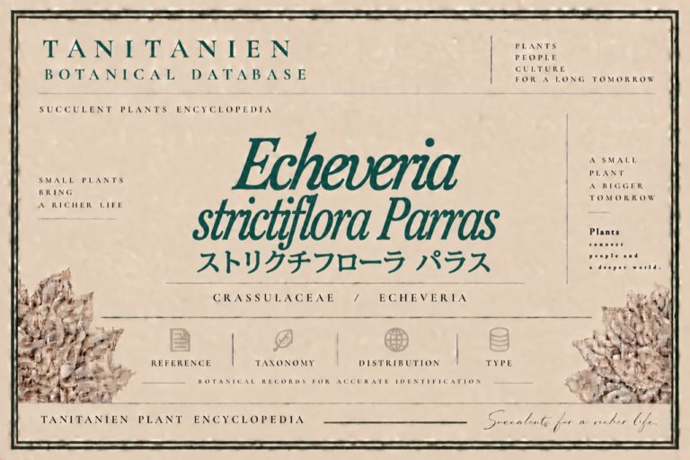 ストリクチフローラ パラス（Echeveria strictiflora Parras）｜tanitanien植物図鑑