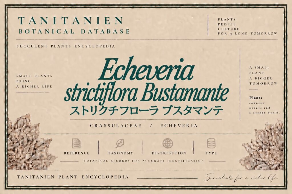 ストリクチフローラ ブスタマンテ（Echeveria strictiflora Bustamante）｜tanitanien植物図鑑