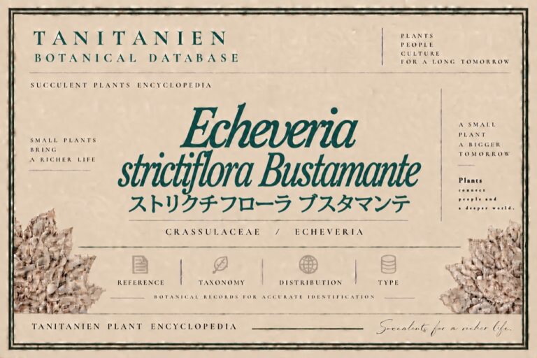 ストリクチフローラ ブスタマンテ（Echeveria strictiflora Bustamante）｜tanitanien植物図鑑