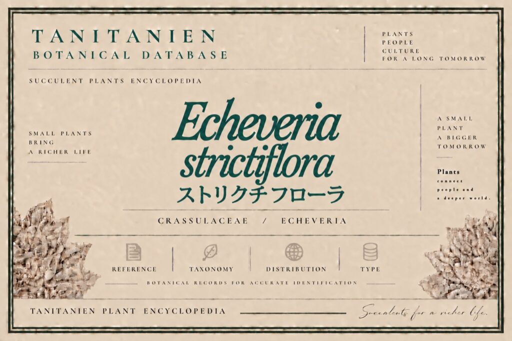 ストリクチフローラ（Echeveria strictiflora A.Gray）｜tanitanien植物図鑑