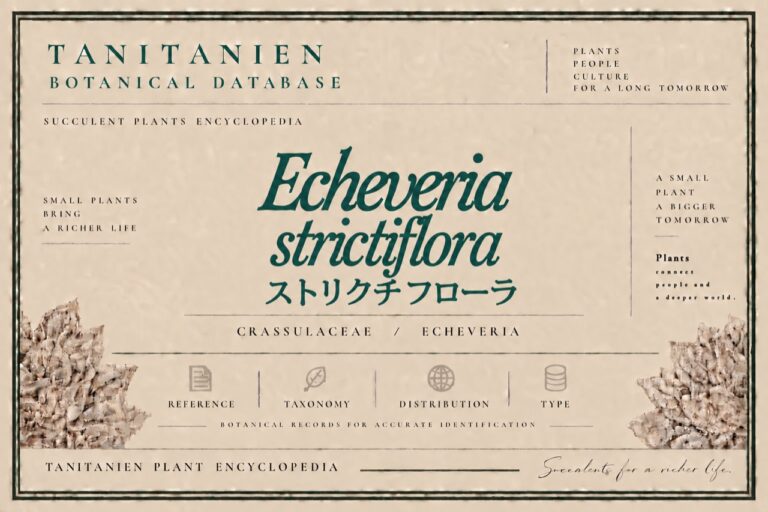 ストリクチフローラ（Echeveria strictiflora A.Gray）｜tanitanien植物図鑑