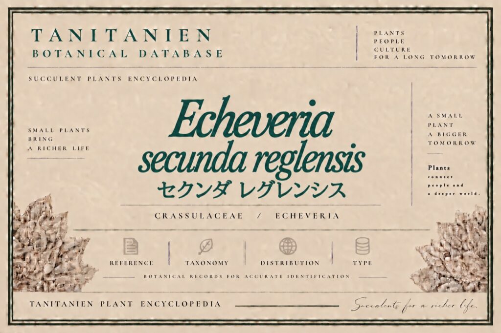 セクンダ レグレンシス（Echeveria secunda v Reglensis）｜tanitanien植物図鑑