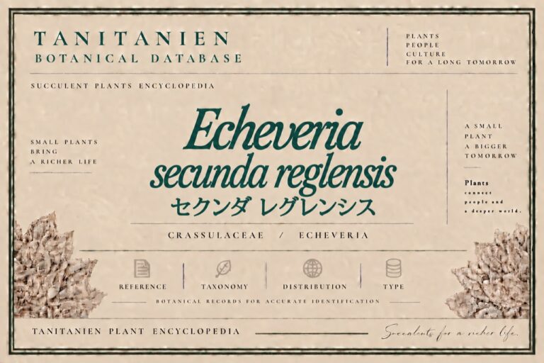 セクンダ レグレンシス（Echeveria secunda v Reglensis）｜tanitanien植物図鑑