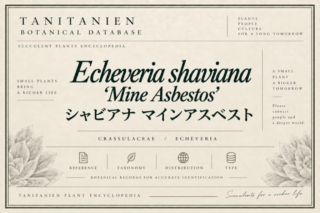 シャビアナ マイン・アスベスト（Echeveria shaviana Mine Asbestos）｜tanitanien植物図鑑