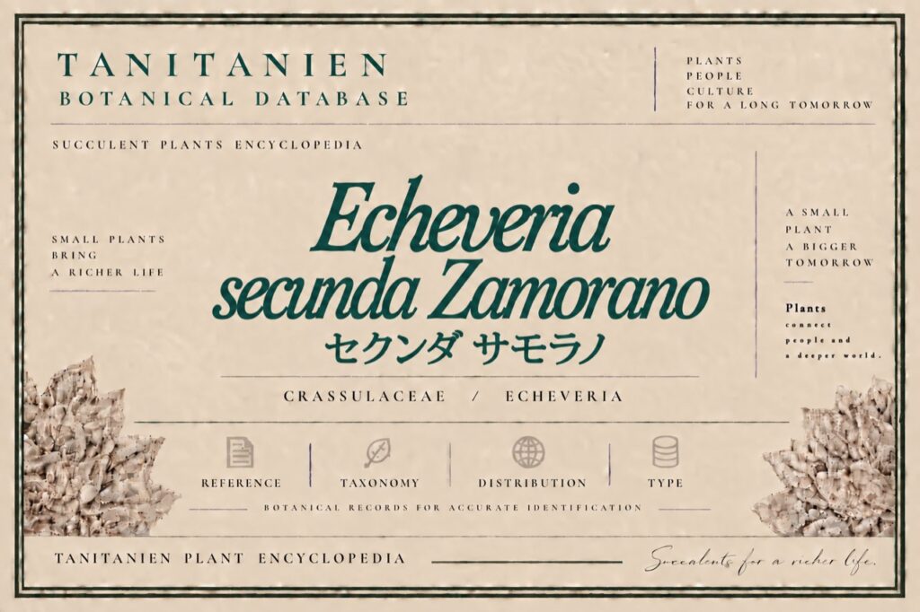 セクンダ サモラノ（Echeveria secunda Zamorano）｜tanitanien植物図鑑