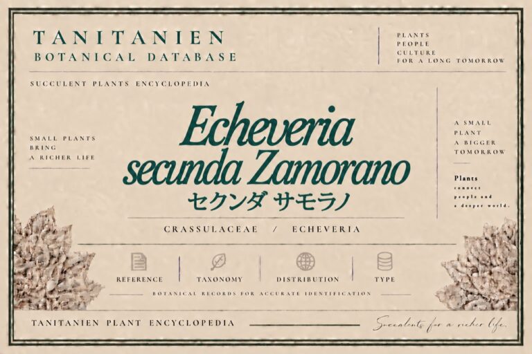 セクンダ サモラノ（Echeveria secunda Zamorano）｜tanitanien植物図鑑