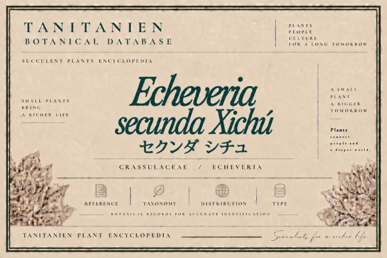 セクンダ シチュ（Echeveria secunda Xichu）｜tanitanien植物図鑑