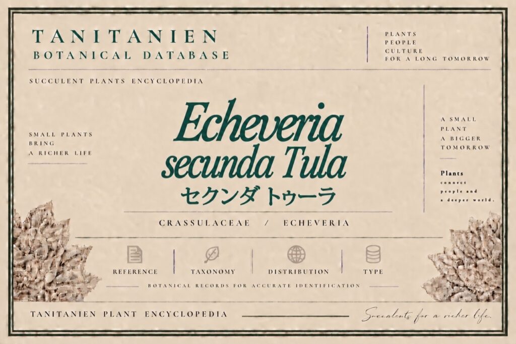 セクンダ トゥーラ（Echeveria secunda Tula）｜tanitanien植物図鑑
