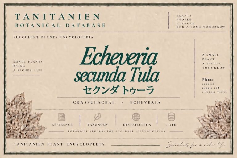 セクンダ トゥーラ（Echeveria secunda Tula）｜tanitanien植物図鑑