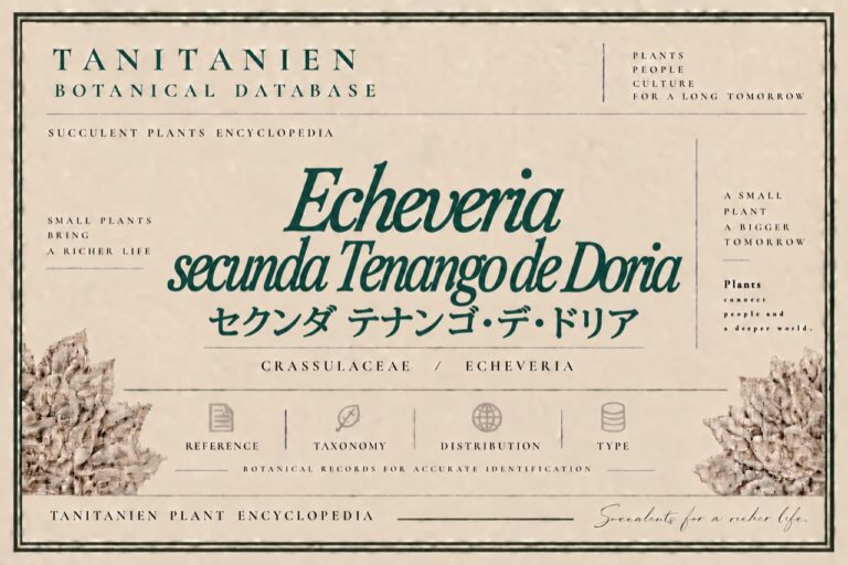 セクンダ テナンゴ・デ・ドリア（Echeveria secunda Tenango de Doria）｜tanitanien植物図鑑