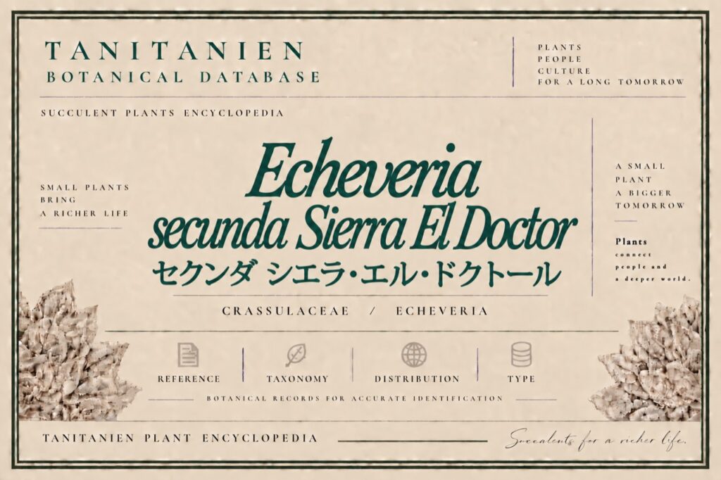 セクンダ シエラ・エル・ドクトール（Echeveria secunda Sierra El Doctor）｜tanitanien植物図鑑