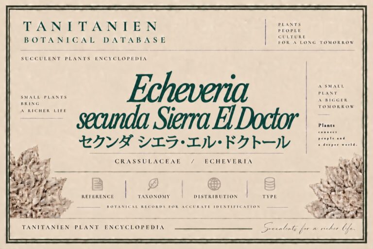 セクンダ シエラ・エル・ドクトール（Echeveria secunda Sierra El Doctor）｜tanitanien植物図鑑