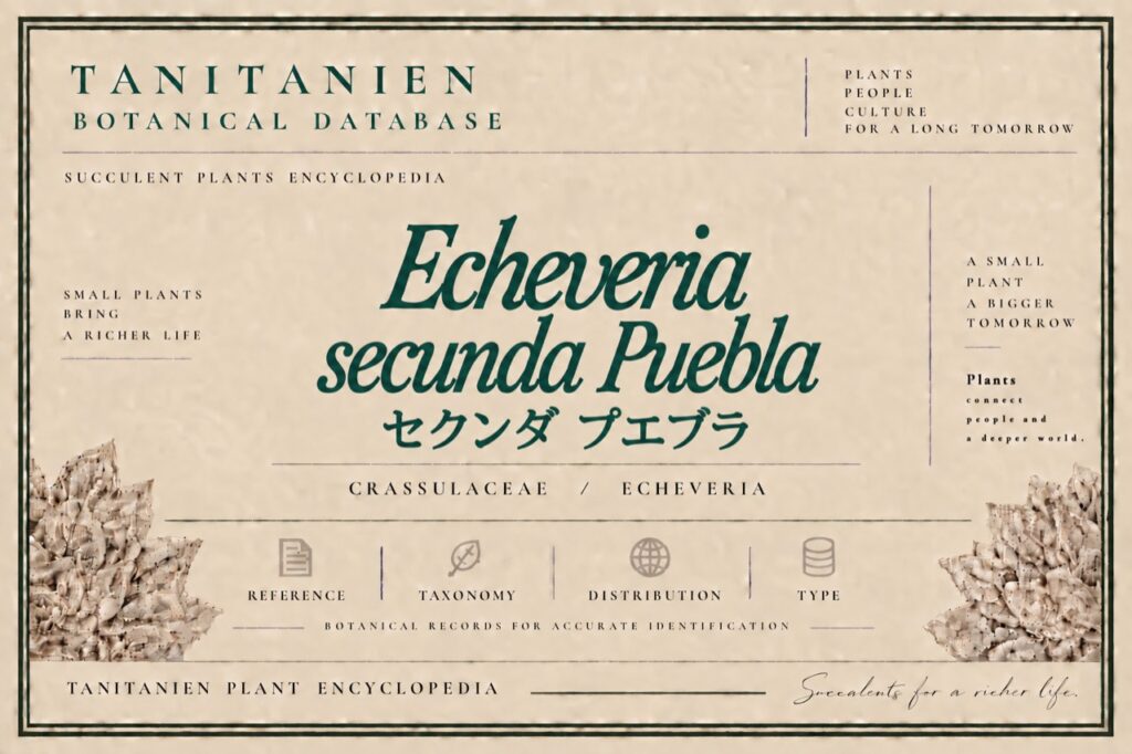 セクンダ プエブラ（Echeveria secunda Puebla）｜tanitanien植物図鑑