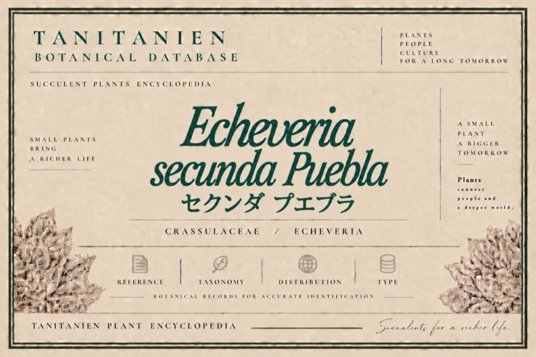 セクンダ プエブラ（Echeveria secunda Puebla）｜tanitanien植物図鑑