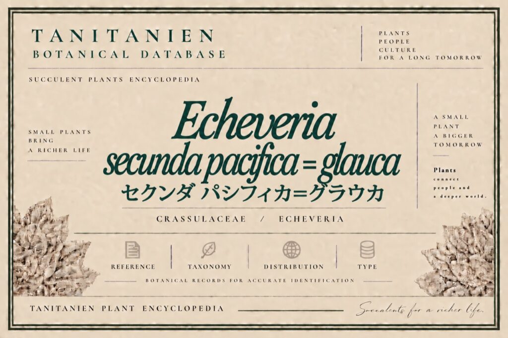 セクンダ パシフィカ＝グラウカ（Echeveria secunda Pacifica=Glauca）｜tanitanien植物図鑑