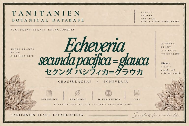 セクンダ パシフィカ＝グラウカ（Echeveria secunda Pacifica=Glauca）｜tanitanien植物図鑑