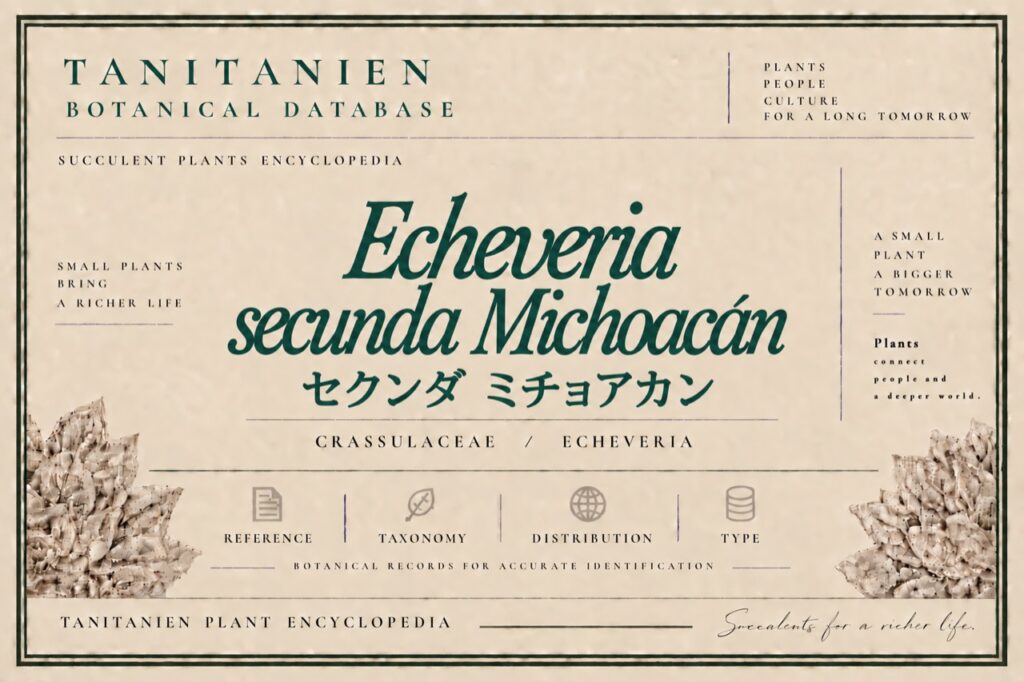 セクンダ ミチョアカン（Echeveria secunda Michoacan）｜tanitanien植物図鑑