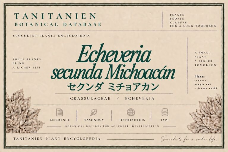 セクンダ ミチョアカン（Echeveria secunda Michoacan）｜tanitanien植物図鑑
