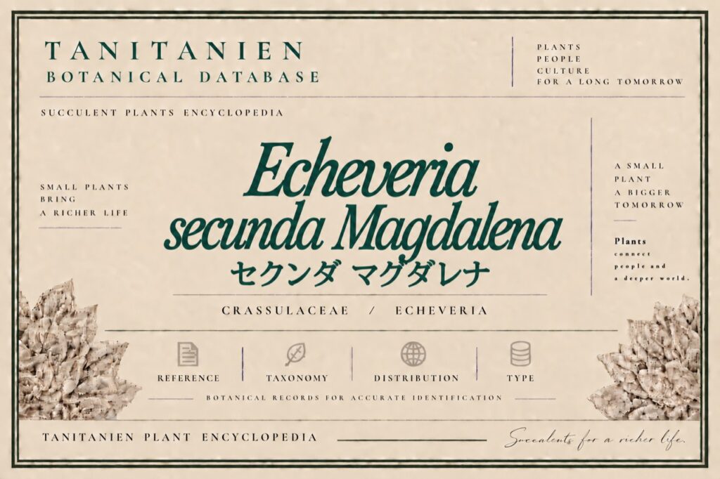 セクンダ マグダレナ（Echeveria secunda Magdalena）｜tanitanien植物図鑑